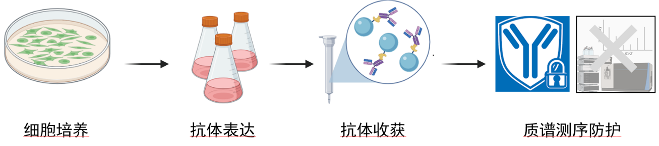 工作流程：从培养到防护的无缝衔接